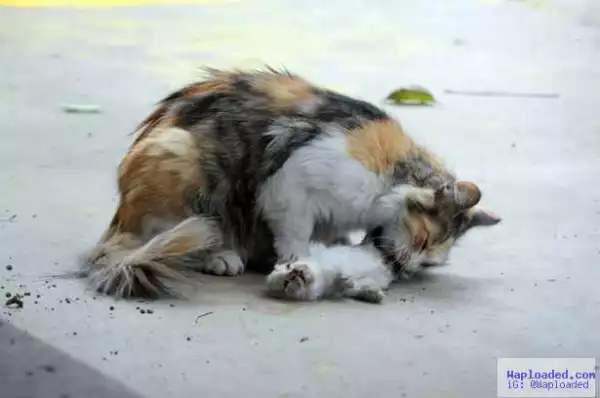 Heartbreaking photos of mother cat trying to revive her stabbed to death kittens